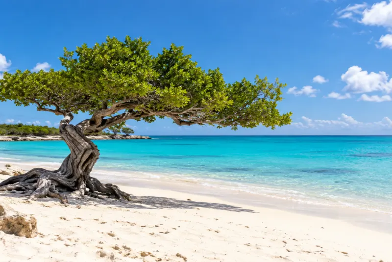 A twisted divi-divi tree leaning over a white sand beach and turquoise sea in Aruba